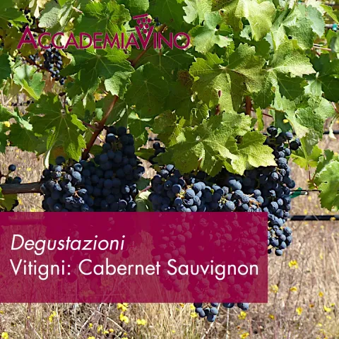 Vitigni: cabernet sauvignon