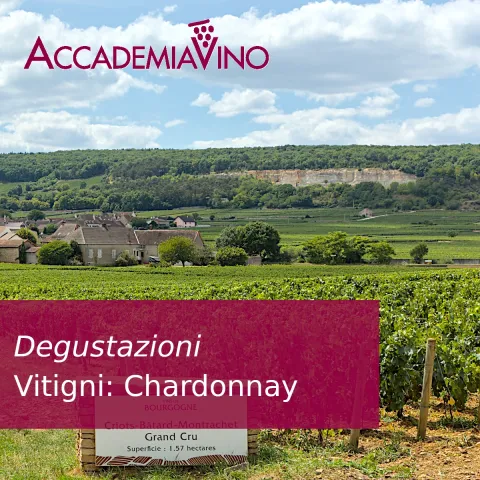 Degustazioni – Vitigni: chardonnay