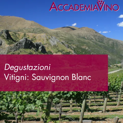 Degustazioni – Vitigni: sauvignon blanc