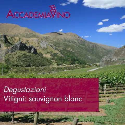 Degustazioni – Vitigni: sauvignon blanc