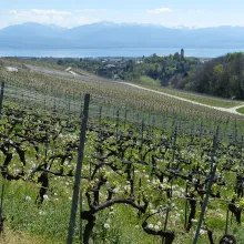 Jura Vineyards